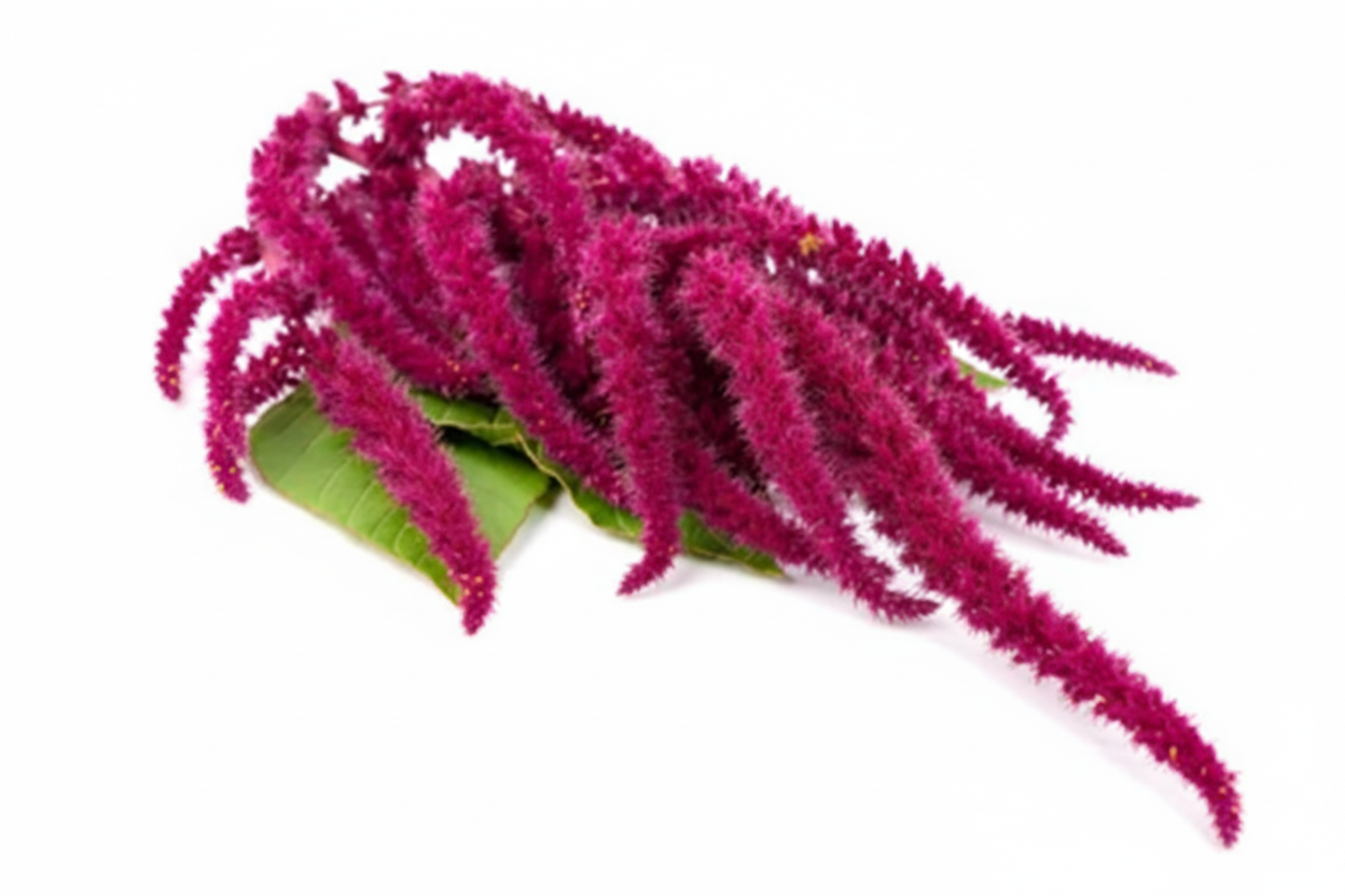 Amaranthus