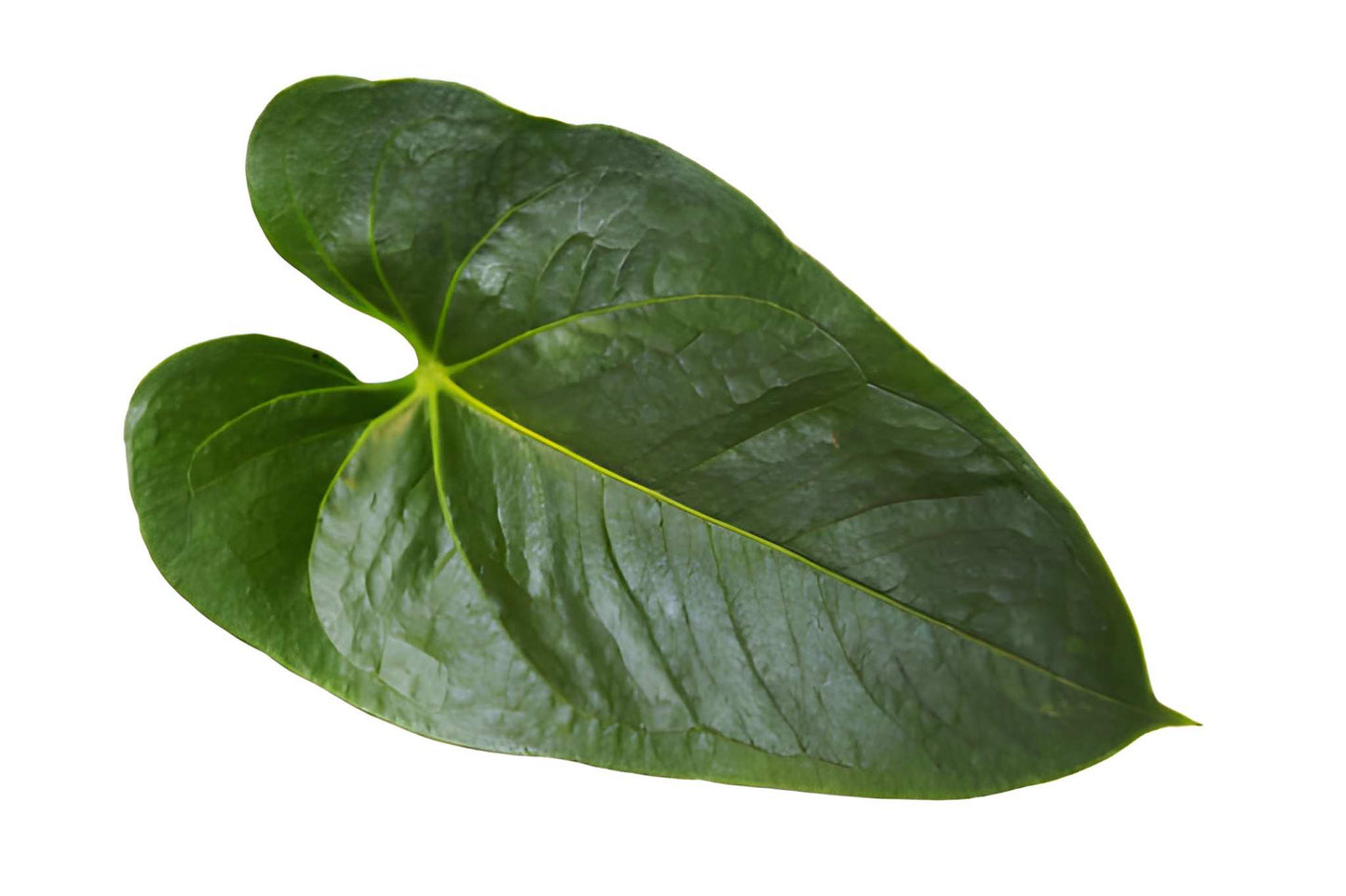 Anthurium Leaves