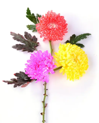 Chrysanthemums Mix