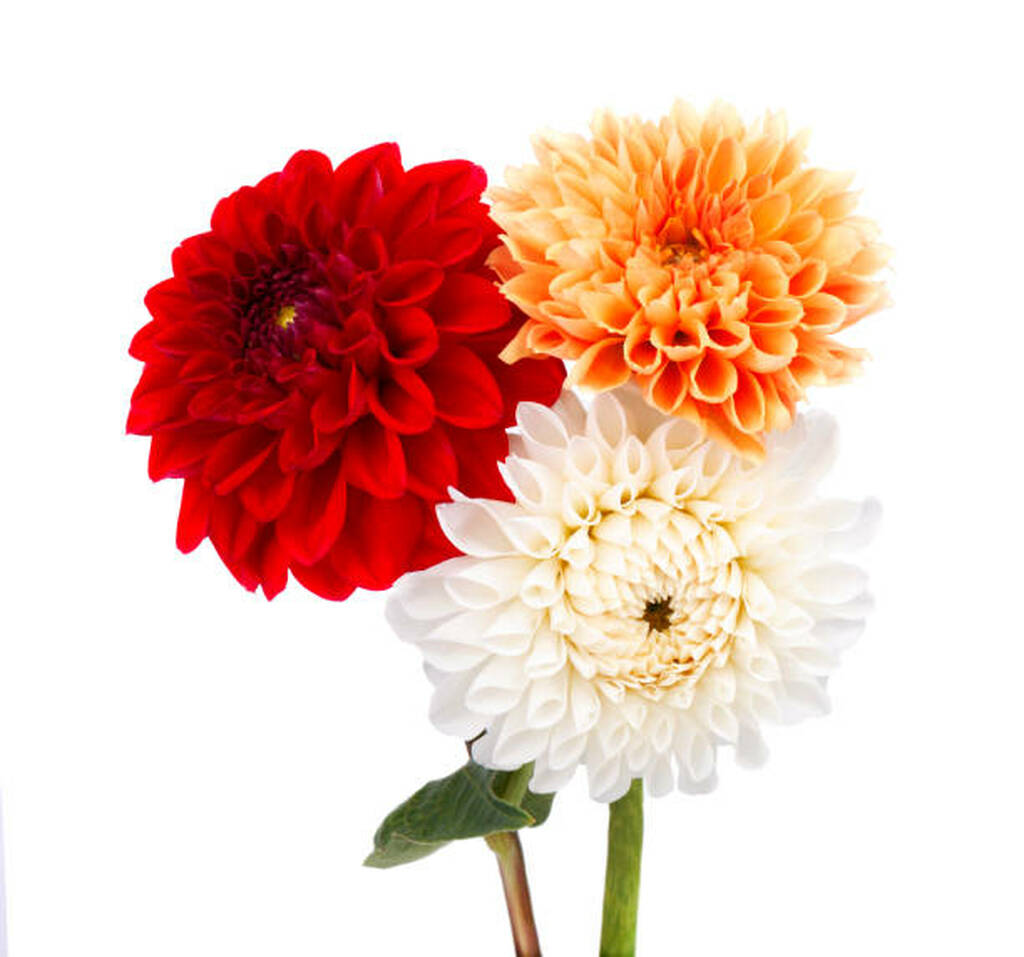 Dahlias Mix