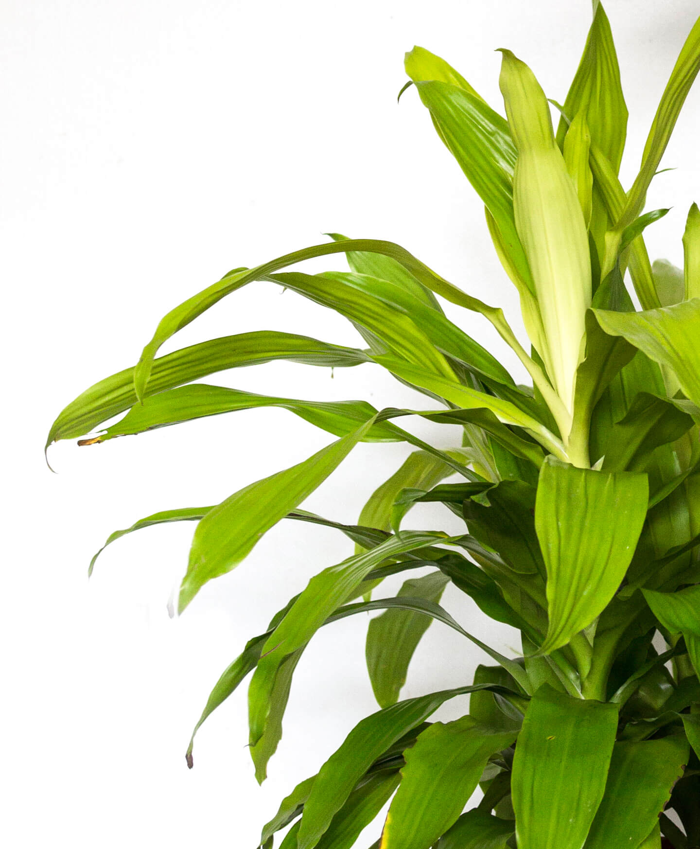 Dracaena Limelight Leaves