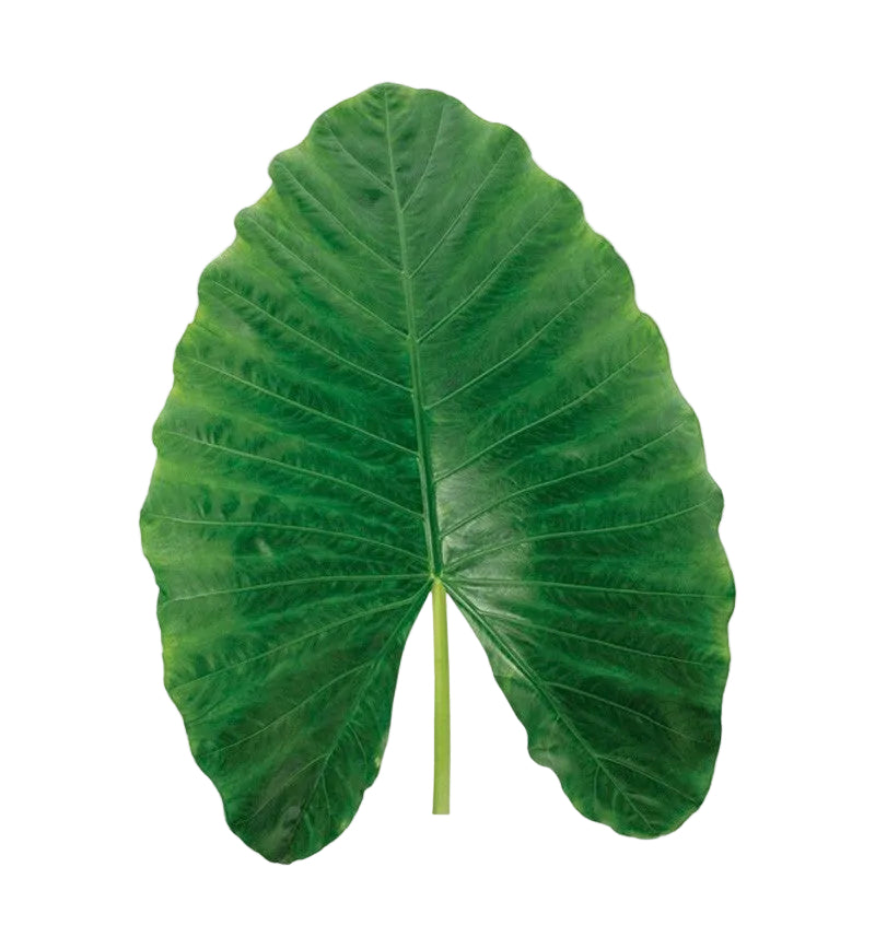 Elephant Leaves