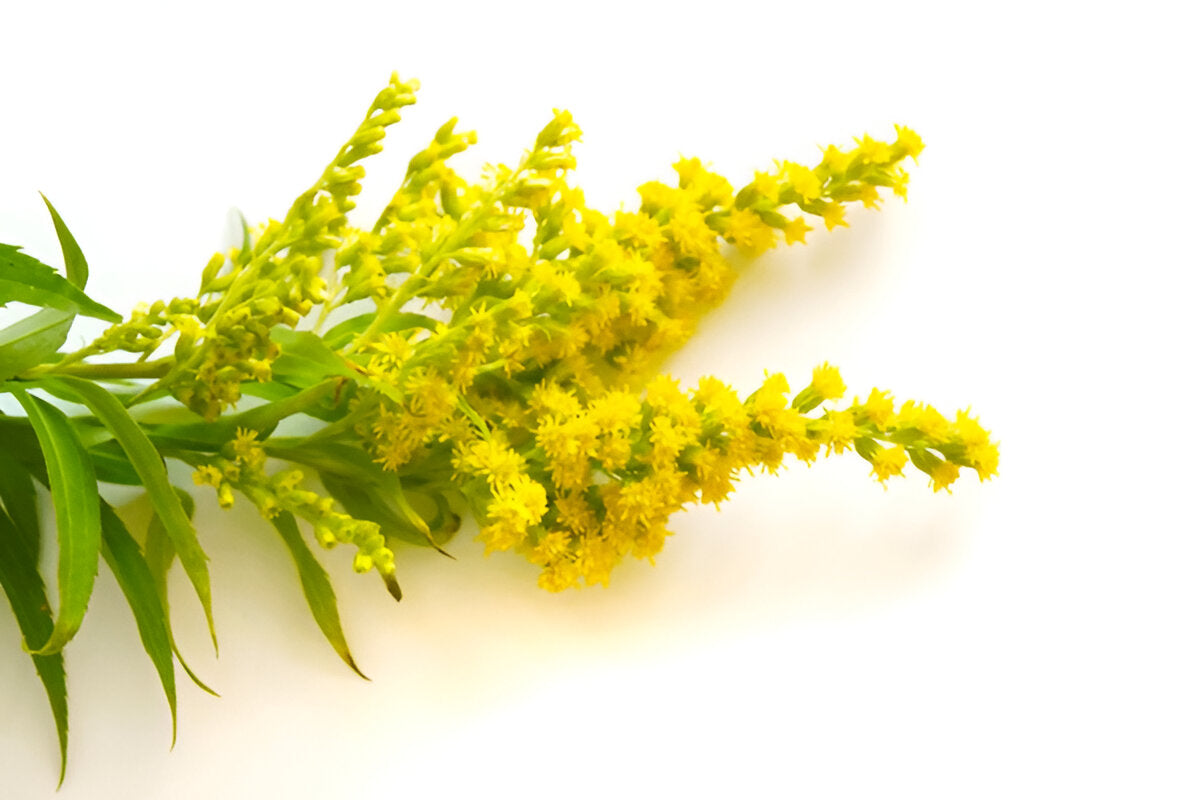 Golden Rod Leaves