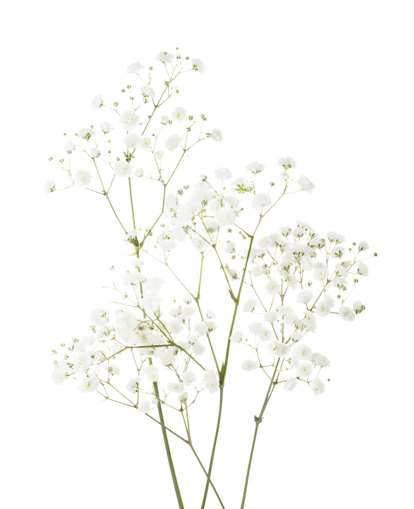Gypso (Baby's Breath)