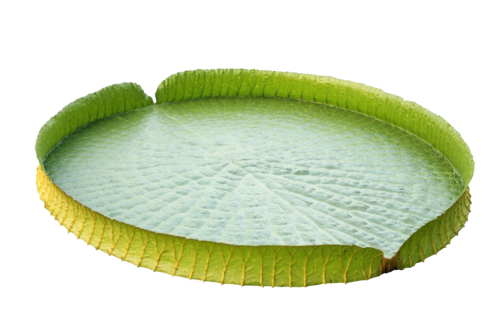 Lotus Leaves