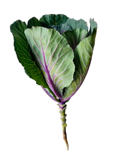 Brassica