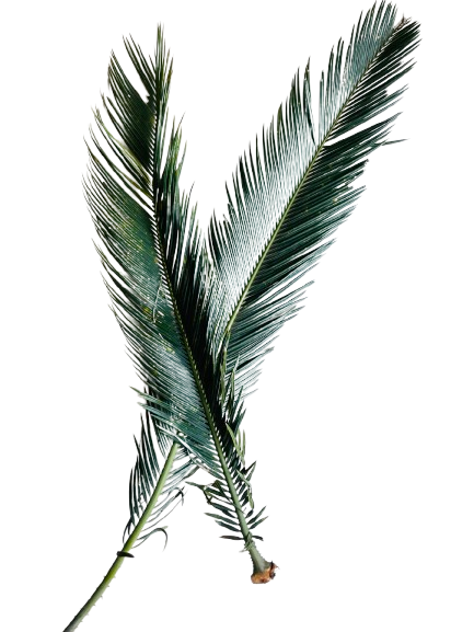 Cycas Leaves