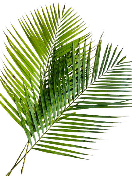 Areca Leaves