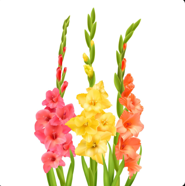 Gladiolus