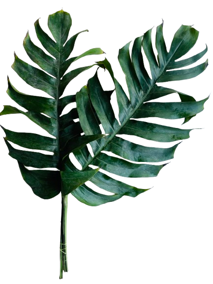 Monstera Leaves