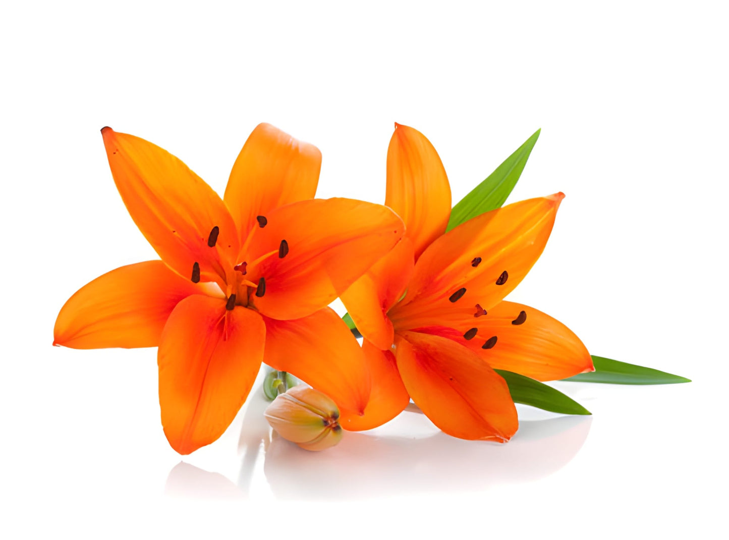 Lily Orange