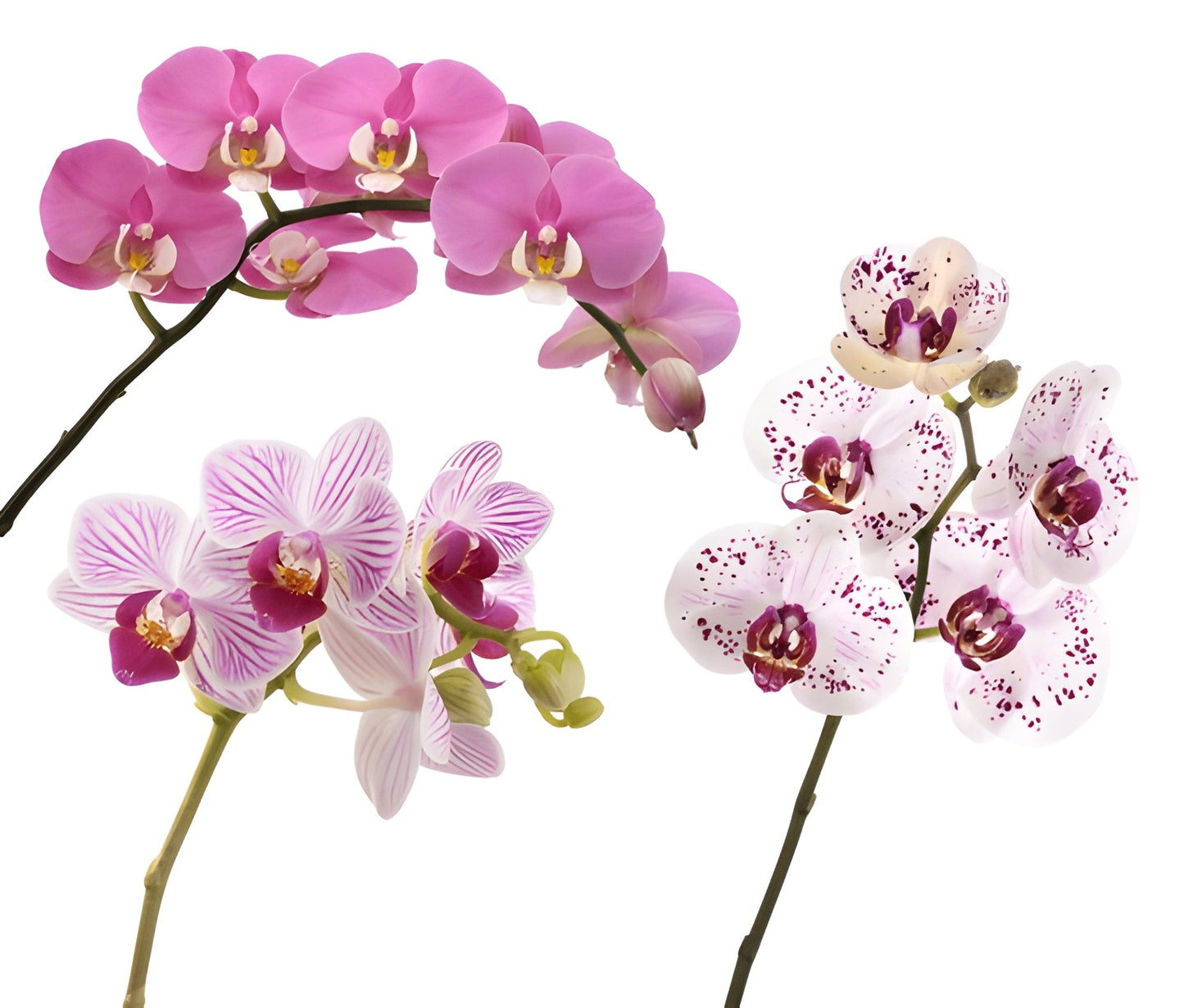 Orchids