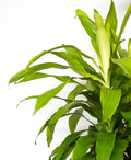 Dracaena Limelight Leaves