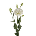 Eustoma