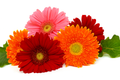 Gerbera Mix