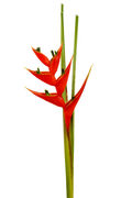 Heliconia Standing