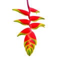Heliconia Hanging