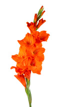 Gladiolus