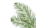 Queens Palm Leaves