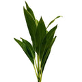 Cordyline Leaves