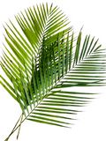 Areca Leaves
