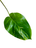 Money Plant Leaves