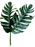 Monstera Leaves