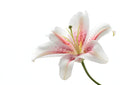 Oriental Lily