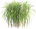 Elephant Grass / Patera