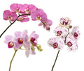 Orchids