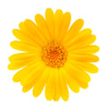 Button Daisy