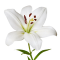 Asiatic LIly